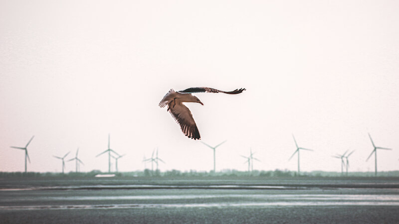 Vögel Windräder, Vögel, Kollision, Windrad, Windpark, Wind
